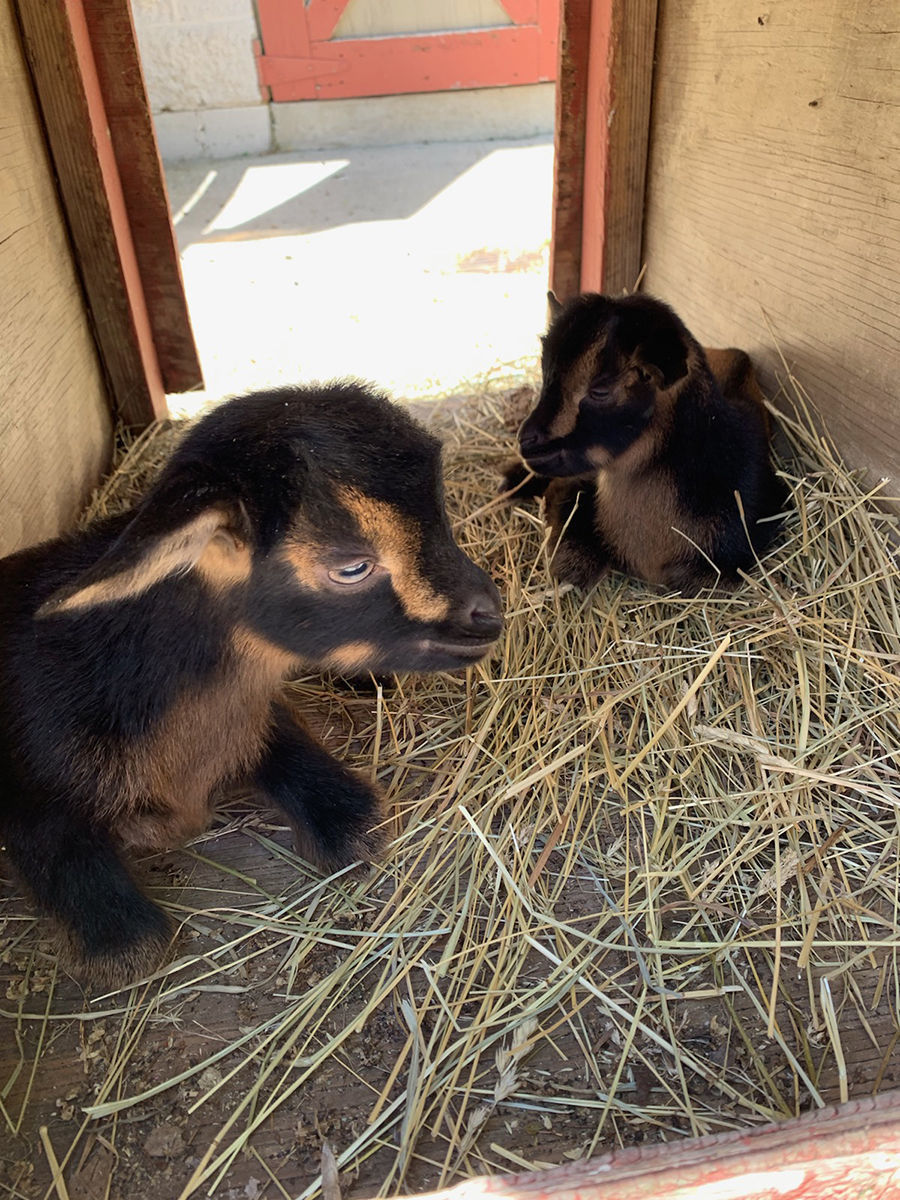 Miller Park Zoo Baby Goats 1 (copy)